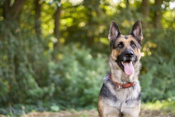 Comment gérer un chien qui aboie excessivement en votre absence ?
