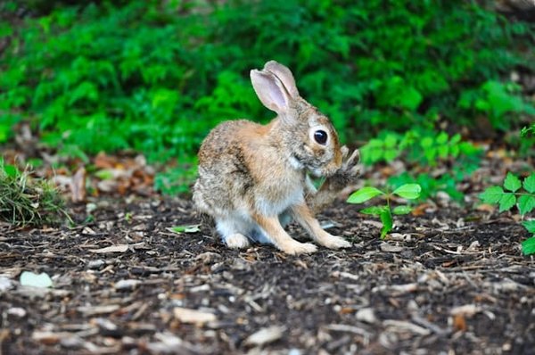 Comment prévenir les troubles comportementaux chez un lapin de garenne domestiqué ?