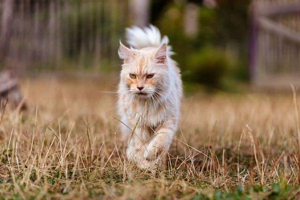 Quelles sont les races de chats les plus prédisposées aux maladies génétiques et comment les dépister ?